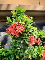 Ixora chinensis-Blüten foto