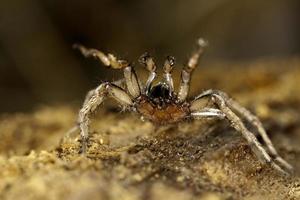 Spinne in freier Wildbahn foto