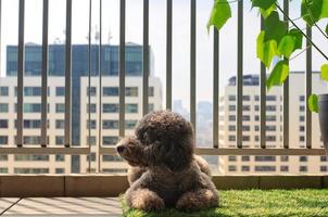 ein entzückender pudelhund, der sich entspannt und morgens sonnenlicht auf dem balkon genießt. foto