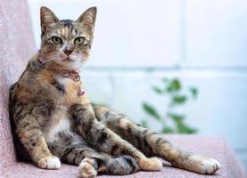 Eine entzückende Hauskatze mit Leopardenfarbe, die auf einem Marmorsitz sitzt und die Kamera anschaut. foto