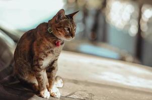 entzückende braune Hauskatze, die allein sitzt foto