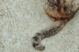 Körper der braunen Hauskatze. foto
