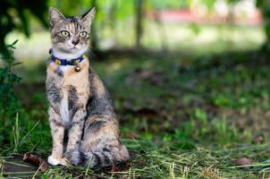 eine entzückende hauskatze mit leopardenfarbe, die auf unordentlichem gras sitzt. foto