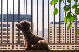 Ein einsamer, entzückender Pudelhund, der sich alleine auf dem Balkon entspannt. foto