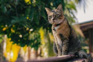 entzückende braune hauskatze, die auf zaun sitzt. foto