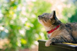 entzückende hauskatze, die auf dem stuhl sitzt foto