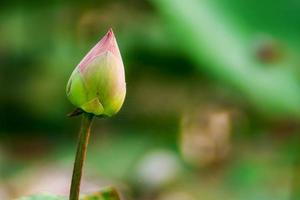 grüne Blätter der Lotusblume im See foto