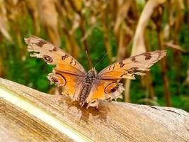 Nahaufnahme Schmetterling. Naturstockbild eines Nahaufnahmeinsekts. schönste Darstellung eines Flügelschmetterlings foto