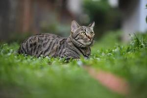 getigerte katze, die mit szenennaturgrün sitzt. foto