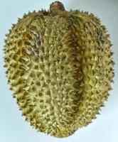 eine Durian auf weißem Hintergrund foto