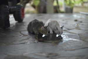 Zwei Kätzchen trinken Wasser auf dem Boden foto