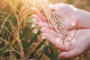 weibliche Hand, die Reis in einem Paddy-Reisfeld berührt, und Smart-Farming-Icons-Technologie. innovative landtechnik, moderne landwirtschaft, intelligentes landwirtschaftssystemkonzept. foto