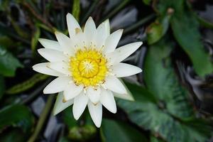 Weiße Lotusblumen haben gelbe Pollen auf der Wasseroberfläche. foto