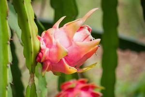 Drachenfrucht im Garten foto