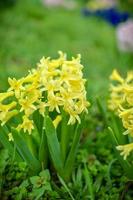 zarte gelbe Hyazinthen auf Blumenbeeten, die in der Natur wachsen foto