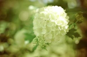 Weiße Hortensie Arborescens Annabelle Blume foto