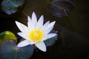 Lotusblume Nahaufnahme foto