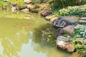 koi-fische in der dekorativen landschaftsgestaltung des gartenteichs foto