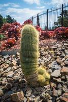 der sich ausdehnende kaktus wie ein penis im botanischen garten, melbourne, australien. foto