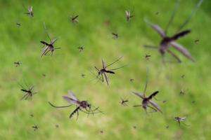 Viele Mücken fliegen über die grüne Wiese foto