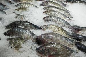 frischer Tilapia-Fisch auf Eis auf dem Markt foto