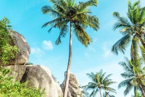 Kokospalmen auf der tropischen Insel im Sommer foto