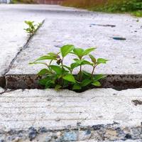 Konzentrieren Sie sich auf die grünen Pflanzen, die im Zementgraben wachsen. foto