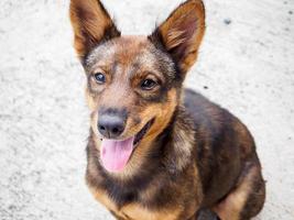 Hund spielt im Freien foto