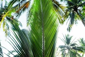 Kokospalmen auf der tropischen Insel im Sommer foto