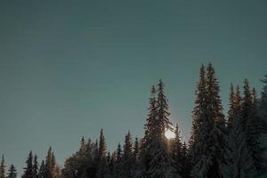 nadelbäume, die während des sonnenuntergangs mit schnee bedeckt sind foto