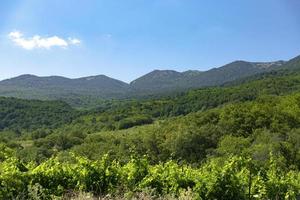 Gebirgstal mit grünem Frühlingsweinberg, Landschaft. Platz kopieren. foto