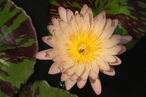 dröhnende schöne orange rosa alte Rosenseerose Lotusblüte mit Bieneninsekt am Pollen und Blätter auf der Wasseroberfläche. foto