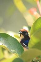 Der Rotrückenspecht, der sich zum Fressen auf die Zweige einer parasitären Pflanze setzt und sich von den Samen der parasitären Pflanze ernährt, ist ein sehr schnell fliegender, kleiner, aber schöner Vogel. foto