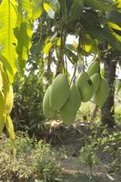 Mango-Barrakuda wächst auf dem Baum. bald wieder erntereif, um sie roh und reif in den Gärten vieler Bauern zu verkaufen. Chemikalien frei foto