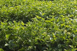 Jasminbäume wachsen und blühen weiß in den Gärten der Bauern, die für den Verkauf gepflanzt und von Blumenhändlern geschickt werden, um zu vielen Arten von Produkten wie Girlanden verarbeitet zu werden foto