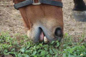 Mund des Pferdes frisst Gräser auf dem Boden. foto