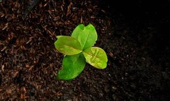 Draufsicht auf junge Pflanze. Draufsicht auf grüne Blätter mit negativem Raum aus schwarzem Grund. Hintergrund- und Vorlagendesign von Konzepten zum Tag der Erde. foto