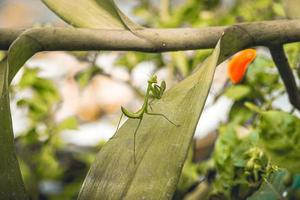 schöne grüne mantis-insekten auf grünem blatt, einzigartige photgraphie, spähen sie einen buh bereit zum springen foto