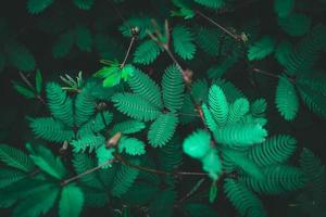 ästhetischer schöner grüner naturhintergrund foto