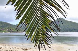 Schöne Palmen am Strand auf den tropischen Paradiesinseln der Seychellen. foto
