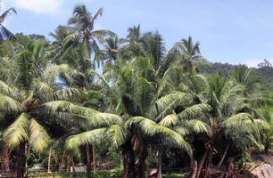 Schöne Palmen am Strand auf den tropischen Paradiesinseln der Seychellen. foto