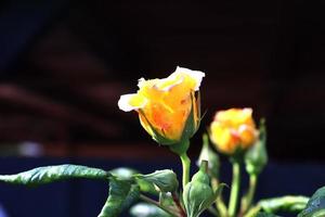 Blick von oben auf die gelbe und orangefarbene Rosenblüte in einem Rosengarten mit weichem Fokushintergrund
