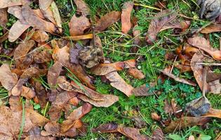 schöne bunte Herbstblätter auf dem Boden für Hintergründe oder Texturen foto