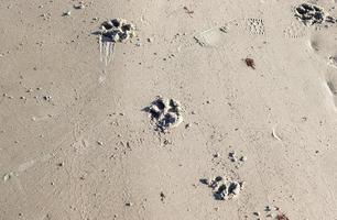 Detaillierte Nahaufnahme auf Sand an einem Strand an der Ostsee foto