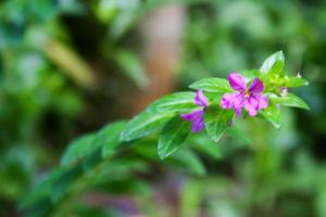 purpurrote blume, die blüht und blätter weicher heller unschärfehintergrund foto