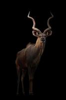 größerer Kudu im Dunkeln foto