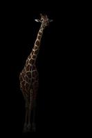 Giraffe versteckt sich im Dunkeln foto