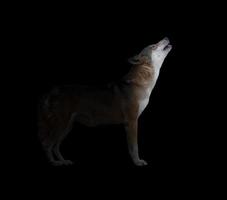 Grauer Wolf, der im dunklen Hintergrund heult foto
