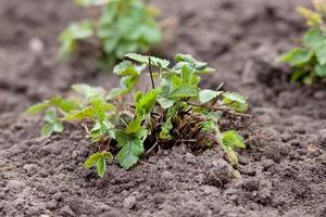 junger Erdbeerstrauch im Boden. Naturfotografie, Seitenansicht foto