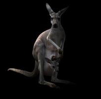 Känguru im Dunkeln foto